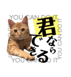 こたさん物語 第三弾（個別スタンプ：7）