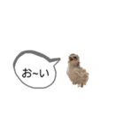 可愛い鳥ちゃん6（個別スタンプ：4）