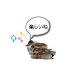 可愛い鳥ちゃん6（個別スタンプ：7）