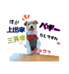 ごきげん☆バギー♡ちょこっとひーさん（個別スタンプ：4）