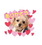 トイプードルの愛犬ラムちゃん♡（個別スタンプ：2）