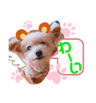 トイプードルの愛犬ラムちゃん♡（個別スタンプ：8）