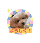 トイプードルの愛犬ラムちゃん♡（個別スタンプ：9）