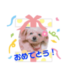 トイプードルの愛犬ラムちゃん♡（個別スタンプ：10）