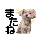 トイプードルの愛犬ラムちゃん♡（個別スタンプ：11）