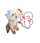 トイプードルの愛犬ラムちゃん♡（個別スタンプ：13）
