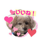 トイプードルの愛犬ラムちゃん♡（個別スタンプ：14）