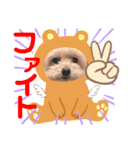 トイプードルの愛犬ラムちゃん♡（個別スタンプ：15）