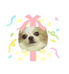 チワワのヒナコちゃん（個別スタンプ：4）
