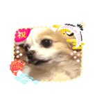 チワワのヒナコちゃん（個別スタンプ：9）