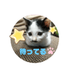 ちょびちゃん@（個別スタンプ：2）
