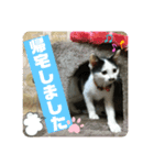 ちょびちゃん@（個別スタンプ：6）