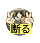 ちょびちゃん@（個別スタンプ：8）