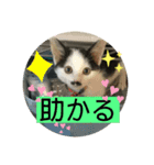 ちょびちゃん@（個別スタンプ：9）