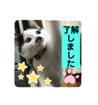 ちょびちゃん@（個別スタンプ：11）