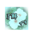 花と景色の癒し写真。大人の挨拶 日常使い（個別スタンプ：1）