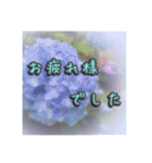 花と景色の癒し写真。大人の挨拶 日常使い（個別スタンプ：16）