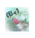 花と景色の癒し写真。大人の挨拶 日常使い（個別スタンプ：40）