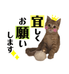 こたさん物語 第4弾（個別スタンプ：1）