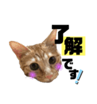 こたさん物語 第4弾（個別スタンプ：3）