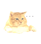 3匹の決して小さくないねこ（個別スタンプ：1）
