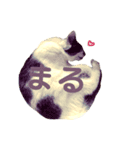 3匹の決して小さくないねこ（個別スタンプ：2）