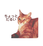3匹の決して小さくないねこ（個別スタンプ：5）