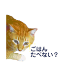 3匹の決して小さくないねこ（個別スタンプ：6）