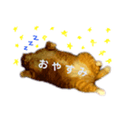 3匹の決して小さくないねこ（個別スタンプ：7）