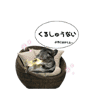 チンチラのごまちゃん2（個別スタンプ：3）