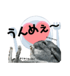 チンチラのごまちゃん2（個別スタンプ：7）
