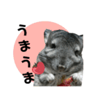 チンチラのごまちゃん2（個別スタンプ：8）