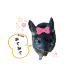 チンチラのごまちゃん2（個別スタンプ：13）