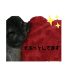 チンチラのごまちゃん2（個別スタンプ：24）