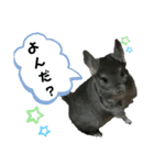 チンチラのごまちゃん2（個別スタンプ：25）