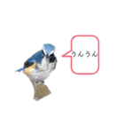 可愛い鳥ちゃん4（個別スタンプ：3）