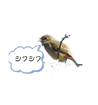 可愛い鳥ちゃん4（個別スタンプ：4）