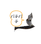 可愛い鳥ちゃん4（個別スタンプ：5）