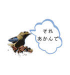 可愛い鳥ちゃん4（個別スタンプ：7）