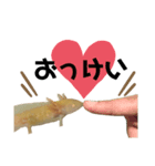 ごんちゃんスタンプ1（個別スタンプ：1）