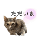 とこちゃんまみれ（個別スタンプ：10）