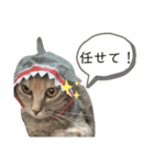とこちゃんまみれ（個別スタンプ：11）