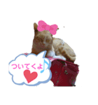 猫らぶらぶ（個別スタンプ：1）