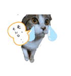 猫らぶらぶ（個別スタンプ：4）