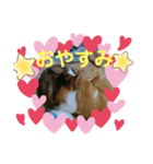 猫らぶらぶ（個別スタンプ：5）