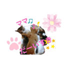 猫らぶらぶ（個別スタンプ：6）