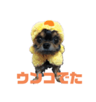 うちのMIXナッツ（個別スタンプ：1）