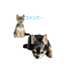うちのMIXナッツ（個別スタンプ：11）