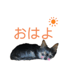 うちのMIXナッツ（個別スタンプ：13）