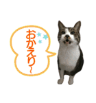 とらきち✩スタンプ（個別スタンプ：4）